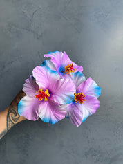 XL HIBISCUS Sei