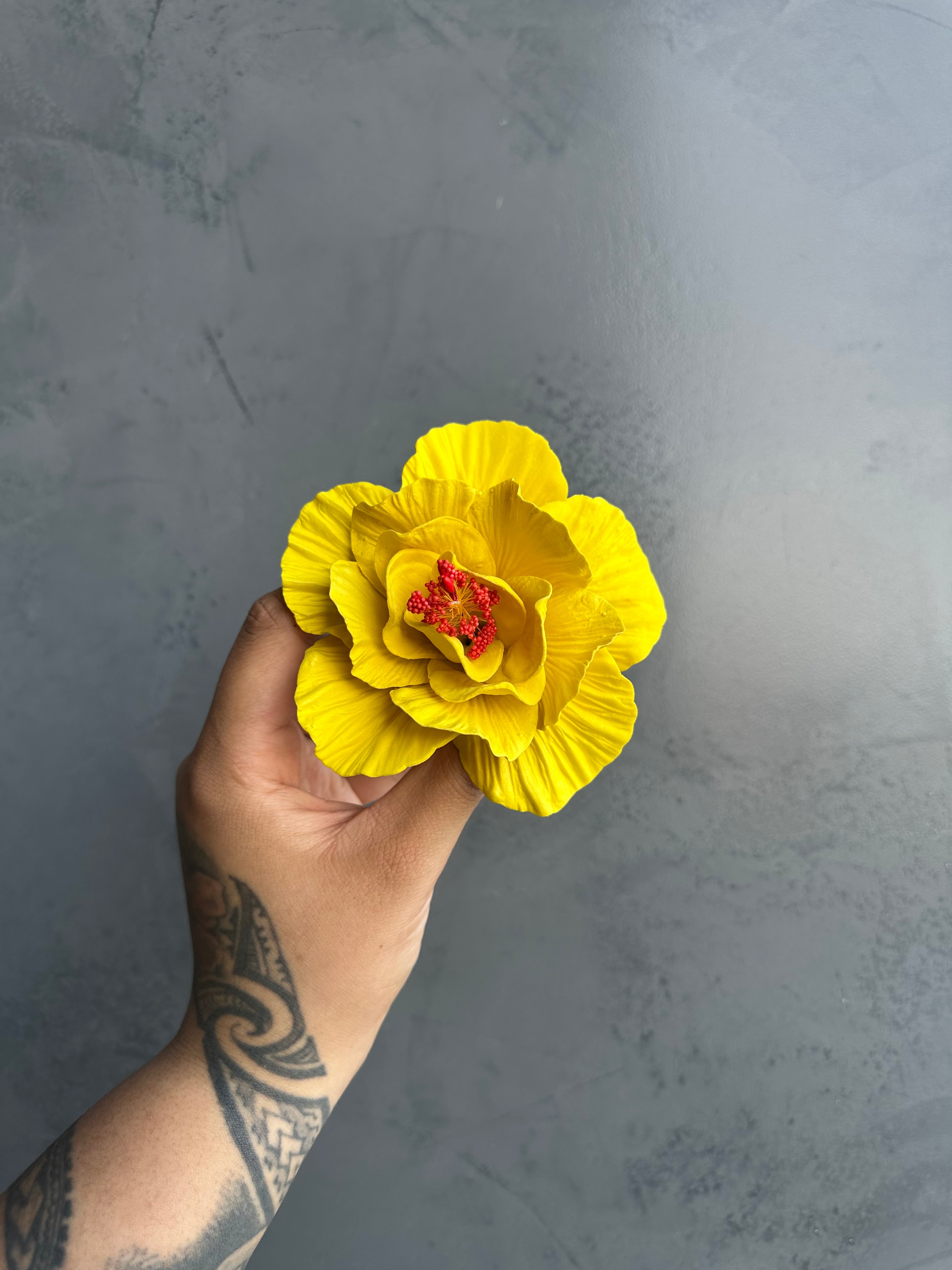 HIBISCUS Sei - 12cm