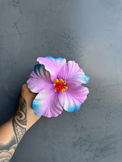 XL HIBISCUS Sei