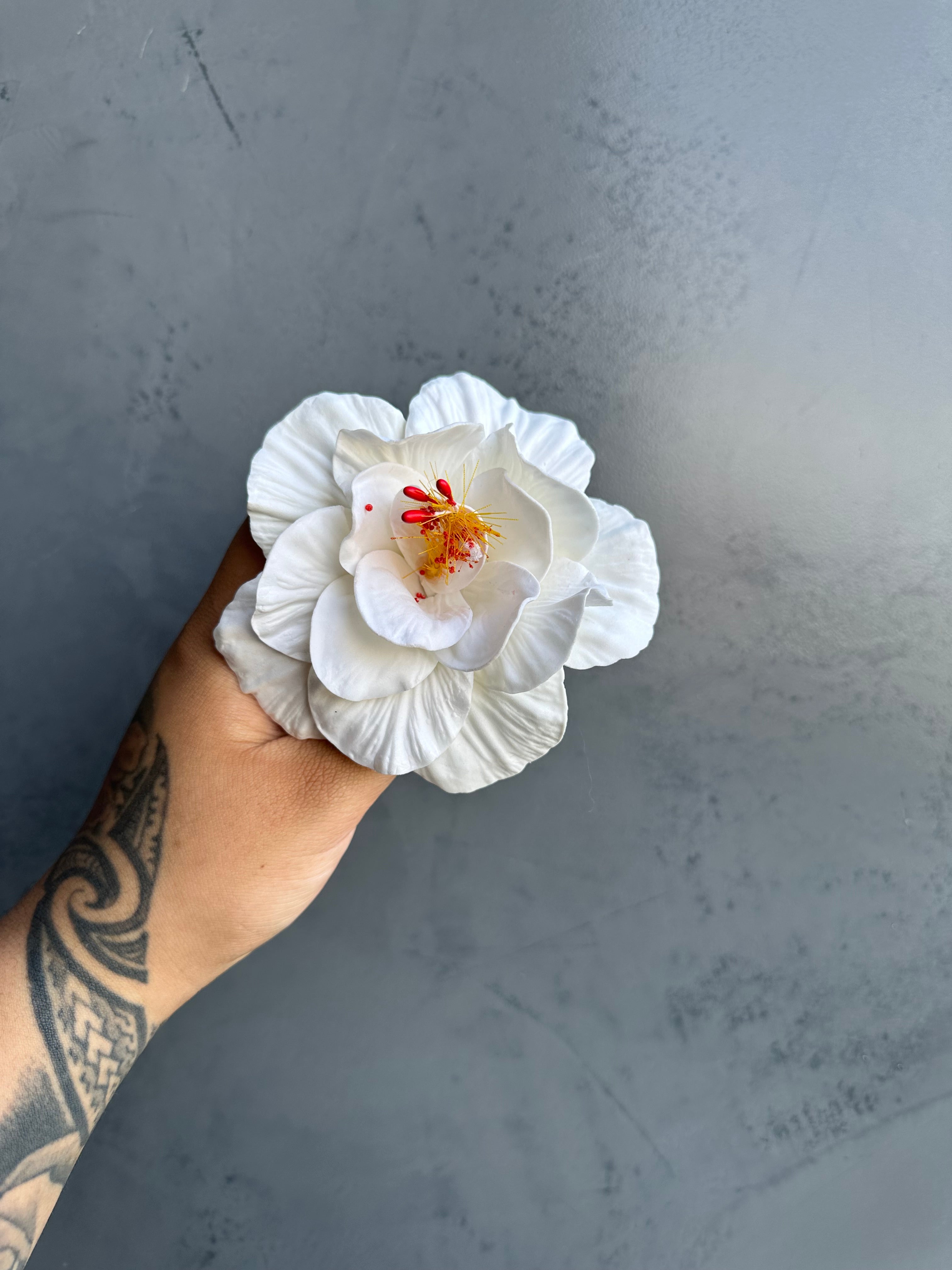 HIBISCUS Sei - 12cm