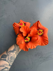 XL HIBISCUS Sei