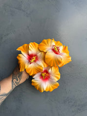 XL HIBISCUS Sei