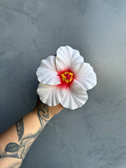 XL HIBISCUS Sei