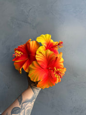 XL HIBISCUS Sei