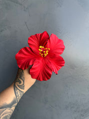 XL HIBISCUS Sei