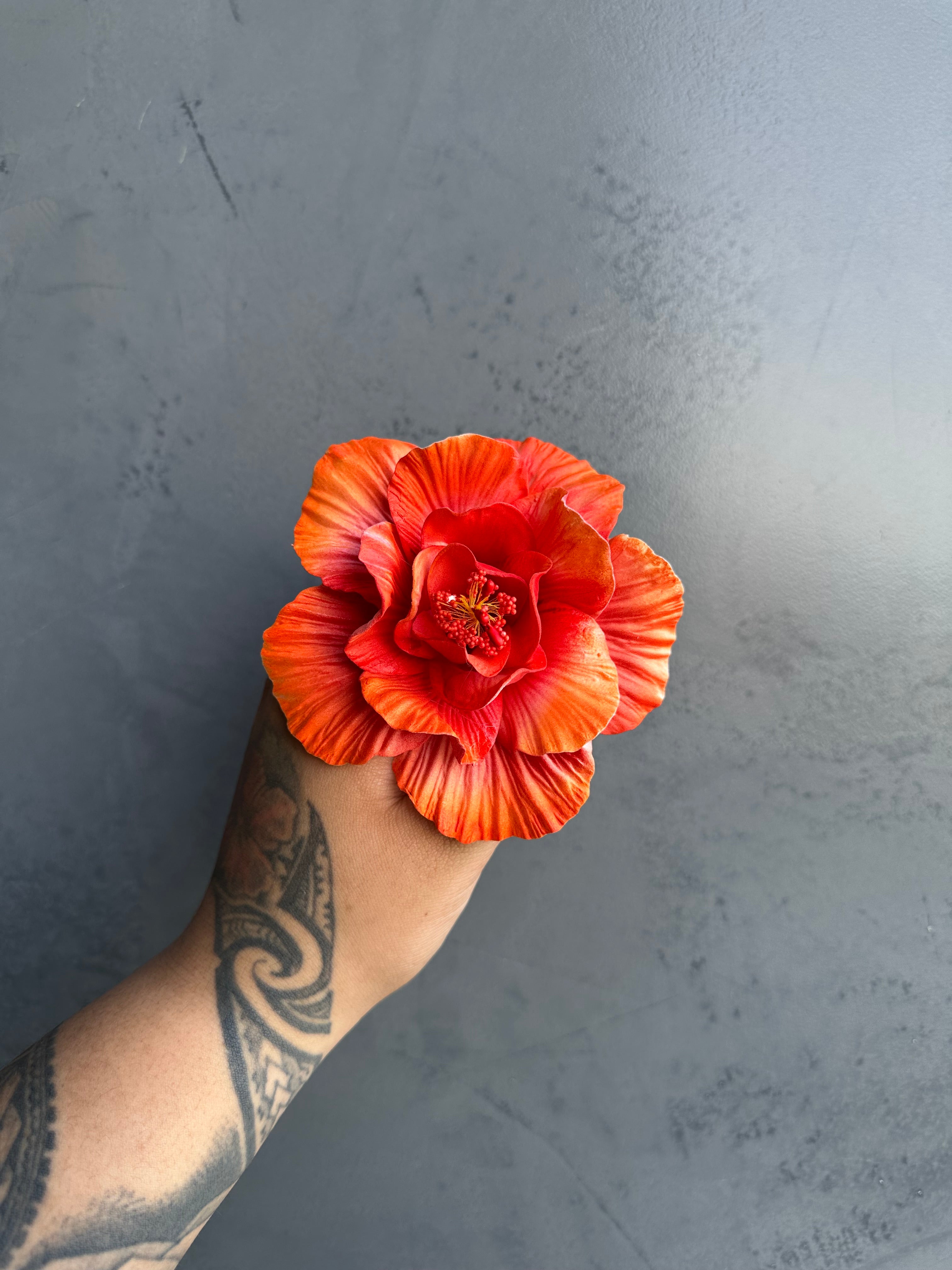 HIBISCUS Sei - 12cm