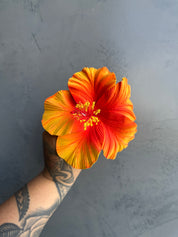XL HIBISCUS Sei