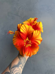 XL HIBISCUS Sei
